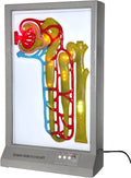 Modèles et moyens d'enseignement, 71 cm, PacuM